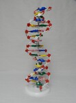 DNA model by Cedarville University