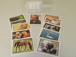 Favorite animals photographic learning cards by Cedarville University