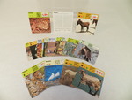 Wildlife cards by Cedarville University