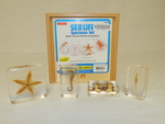 Sea life specimen set by Cedarville University