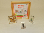 Insects specimen set [realia] by Cedarville University