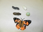 Painted lady butterfly life cycle stages by Cedarville University