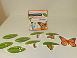Giant magnetic butterfly life cycle [kit] by Cedarville University