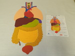Inner body puzzle by Cedarville University