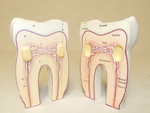 Cross section tooth model by Cedarville University