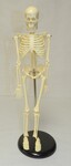 My first skeleton [model] by Cedarville University