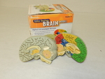 Cross section brain model by Cedarville University