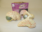 Human brain model [model] by Cedarville University