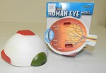 Cross section human eye model by Cedarville University
