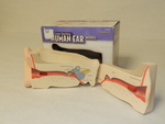 Cross section human ear model by Cedarville University