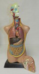 Human torso [kit] by Cedarville University