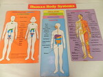 Human body systems [charts] by Cedarville University