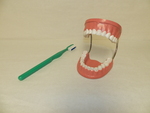 Giant dental care model by Cedarville University