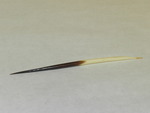 Porcupine quill by Cedarville University