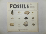 Fossils by Cedarville University