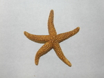 Starfish from Florida Keys by Cedarville University