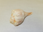 Left-handed whelk by Cedarville University