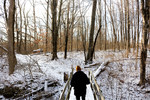 Winter Woods by Rachel E. Williams