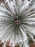 Frosted Pinecone by Emily L. Savard
