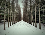 Snowy Path by David King
