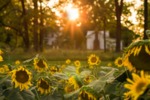 A Sunflower Sunset by Kaily B. Ellis
