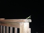 The Praying Mantis and the Observance of Nature by Evan B. Lanning