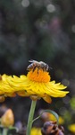 Bee by Michael Scott Weston