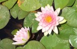 Water lilies by Kelsey Laing