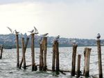 Birds at Lake Victoria by Daniel Lantz
