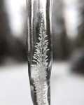 Forest in an Icicle