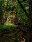 Forest Spotlight by Jenna Kaynor