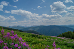 Fireweed and Mountains by Julian Balister