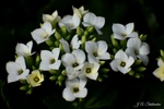 Kalanchoe in White