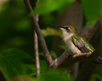 Female Ruby-throated Hummingbird by Caleb Carlson