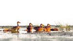 Ducks in a Row by Isaac Darr