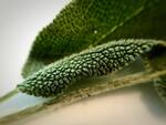 Details of a Sage Leaf
