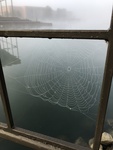 Water on the Web by Annette Seefried