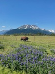 Alaskan Wood Bison by Abigail Brandner