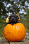 Mable Observing the World from a Pumpkin