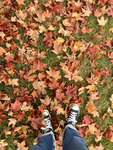 the colors of fall by Eva Tweeten