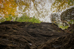 Autumn Canopy by Cody Ballmer