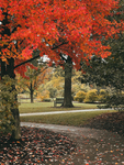 Colors of Fall: Cox's Arboretum by Aidan Johnson