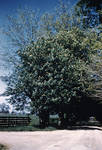 Buckeye Trees by Cedarville University