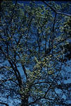 Linden Tree by Cedarville University