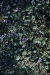 Spring Violets by Cedarville University